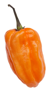 Chile Habanero