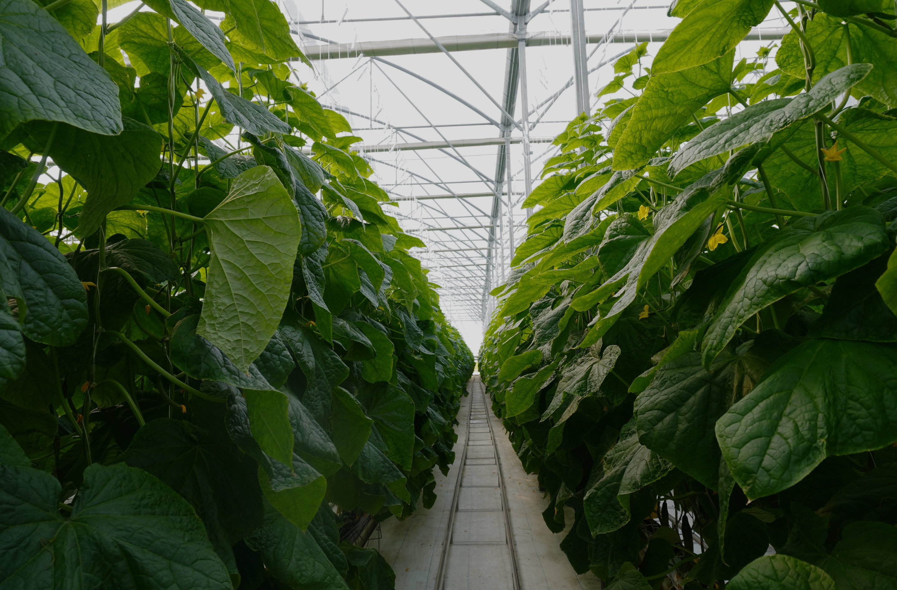 Imagen de Chadà Farms