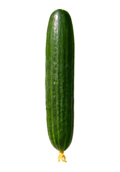 Pepino Persa